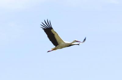 Cigogne blanche Ciconia ciconia (Linnaeus, 1758)