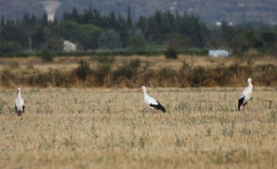 Cigogne blanche Ciconia ciconia (Linnaeus, 1758)