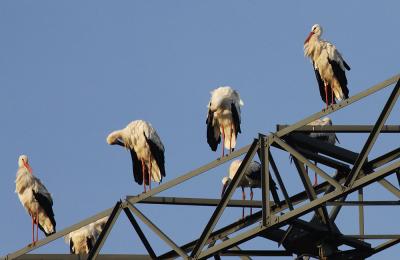 Cigogne blanche Ciconia ciconia (Linnaeus, 1758)