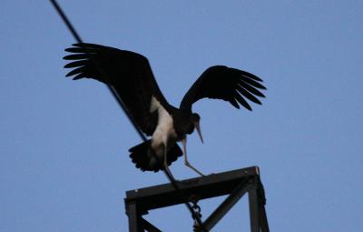 Cigogne noire Ciconia nigra (Linnaeus, 1758)