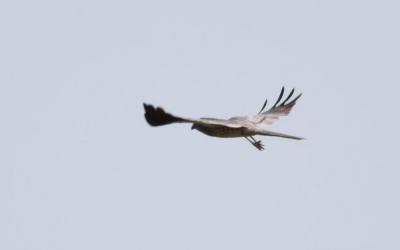Busard cendré Circus pygargus (Linnaeus, 1758)