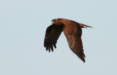 Busard des roseaux Circus aeruginosus (Linnaeus, 1758)