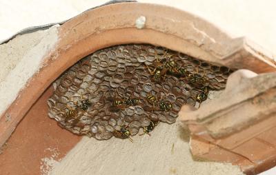 Guêpe poliste Polistes dominula (Christ, 1791)