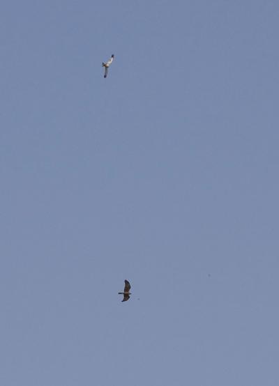 Busard des roseaux Circus aeruginosus (Linnaeus, 1758)