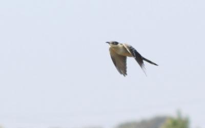 Coucou geai Clamator glandarius (Linnaeus, 1758)
