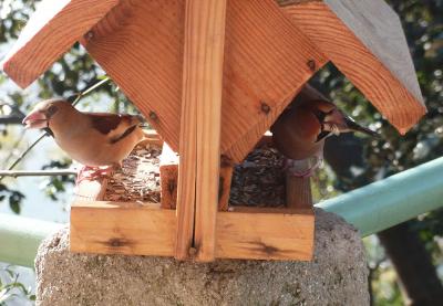 Grosbec casse-noyaux Coccothraustes coccothraustes (Linnaeus, 1758)