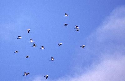  Columba Linnaeus, 1758