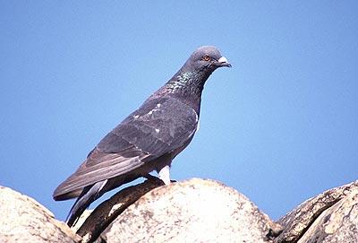 Pigeon biset Columba livia Gmelin, 1789
