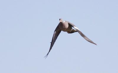 Pigeon ramier Columba palumbus Linnaeus, 1758