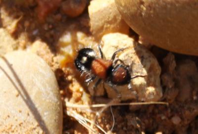  Ronisia brutia (Petagna, 1787)