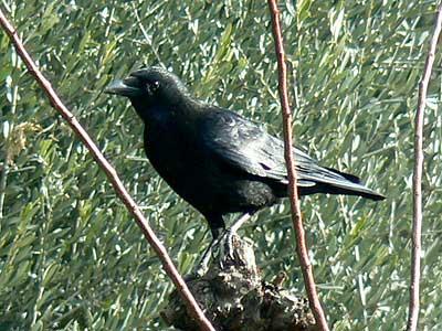 Corneille noire Corvus corone Linnaeus, 1758