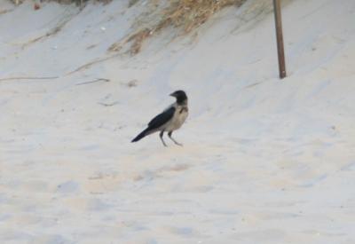 Corneille mantelée Corvus corone cornix Linnaeus, 1758