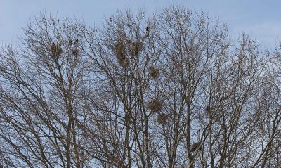 Corbeau freux Corvus frugilegus Linnaeus, 1758