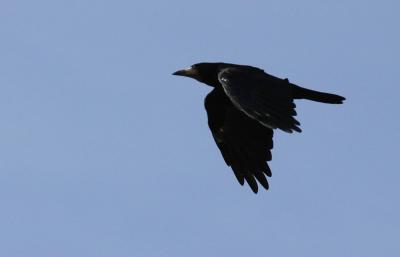 Corbeau freux Corvus frugilegus Linnaeus, 1758
