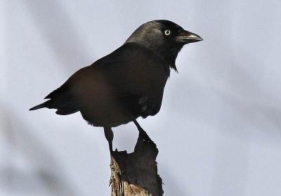 Choucas des tours Corvus monedula Linnaeus, 1758