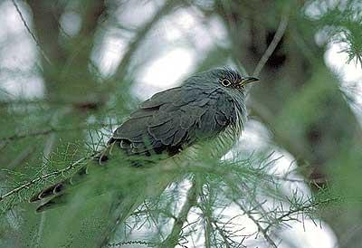 Coucou gris Cuculus canorus Linnaeus, 1758