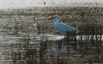 Aigrette garzette Egretta garzetta (Linnaeus, 1766)
