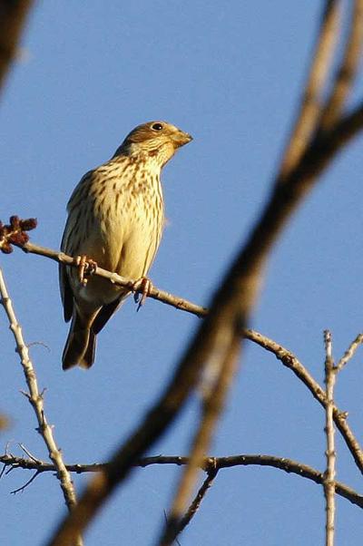 Bruant proyer Emberiza calandra Linnaeus, 1758