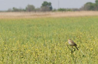 Bruant proyer Emberiza calandra Linnaeus, 1758