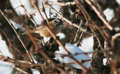 Bruant fou Emberiza cia Linnaeus, 1766