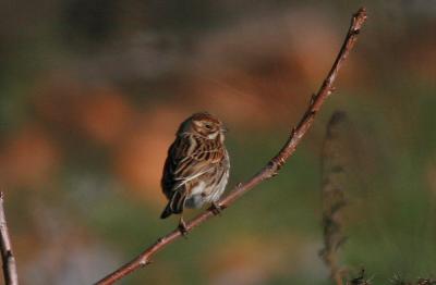 Bruant des roseaux Emberiza schoeniclus (Linnaeus, 1758)