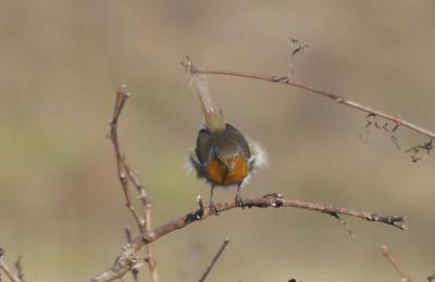 Rougegorge familier Erithacus rubecula (Linnaeus, 1758)