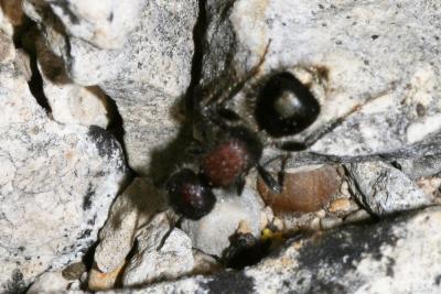  Sigilla dorsata (Fabricius, 1798)