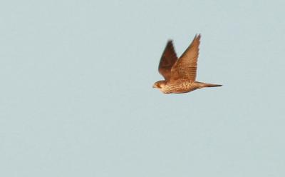 Faucon pèlerin Falco peregrinus Tunstall, 1771