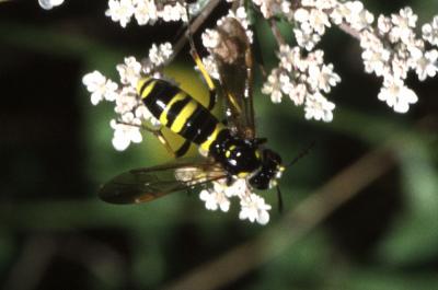  Tenthredo marginella Fabricius, 1793