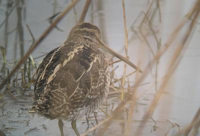 Bécassine des marais Gallinago gallinago (Linnaeus, 1758)