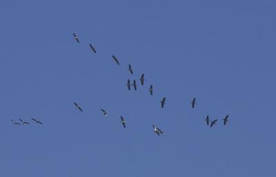 Grue cendrée Grus grus (Linnaeus, 1758)