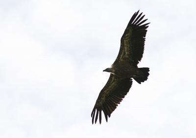 Vautour fauve Gyps fulvus (Hablizl, 1783)