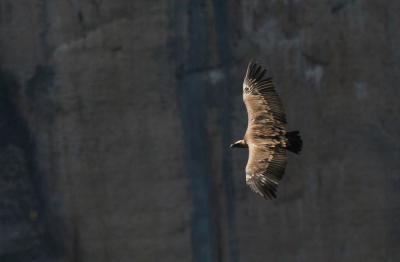 Vautour fauve Gyps fulvus (Hablizl, 1783)