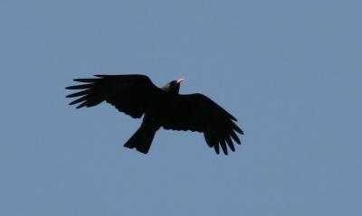 Crave à bec rouge Pyrrhocorax pyrrhocorax (Linnaeus, 1758)