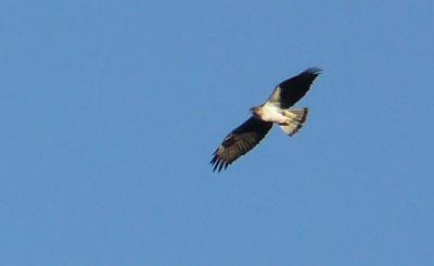 Aigle de Bonelli Aquila fasciata Vieillot, 1822