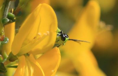  Tenthredo mesomela Linnaeus, 1758