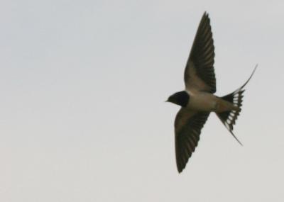 Hirondelle rustique, Hirondelle de cheminée Hirundo rustica Linnaeus, 1758