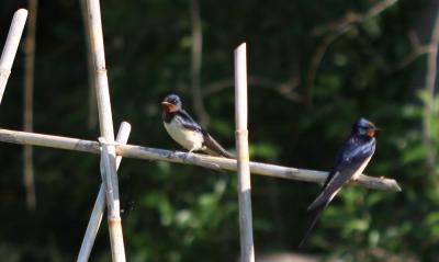 Hirondelle rustique, Hirondelle de cheminée Hirundo rustica Linnaeus, 1758