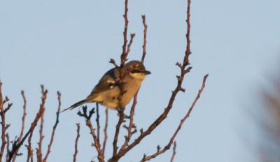 Pie-grièche méridionale Lanius meridionalis Temminck, 1820