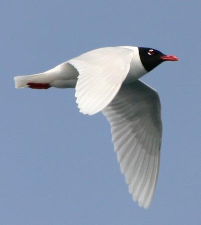 Mouette mélanocéphale Ichthyaetus melanocephalus (Temminck, 1820)