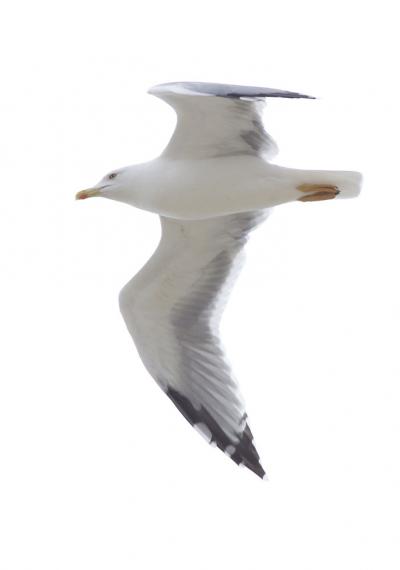 Goéland leucophée Larus michahellis Naumann, 1840