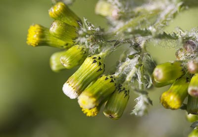 Séneçon commun Senecio vulgaris L., 1753