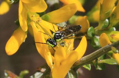  Tenthredo mesomela Linnaeus, 1758