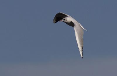 Mouette rieuse Chroicocephalus ridibundus (Linnaeus, 1766)