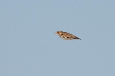 Alouette lulu Lullula arborea (Linnaeus, 1758)