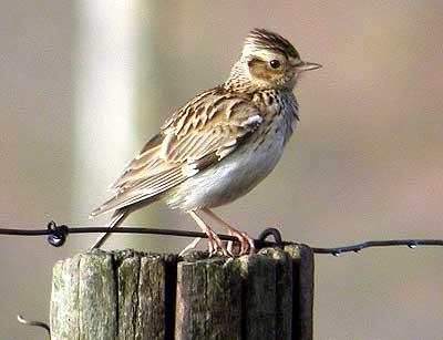Alouette lulu Lullula arborea (Linnaeus, 1758)