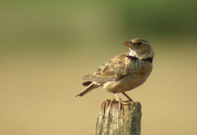 Alouette calandre Melanocorypha calandra (Linnaeus, 1766)