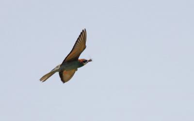 Guêpier d'Europe Merops apiaster Linnaeus, 1758