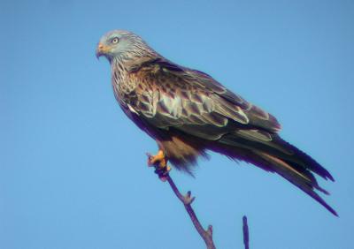 Milan royal Milvus milvus (Linnaeus, 1758)