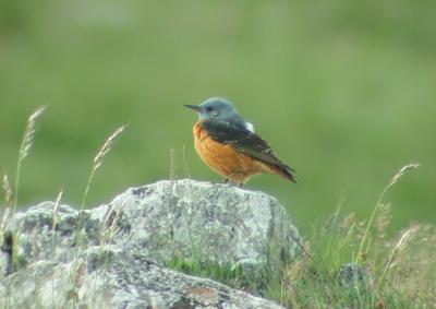 Monticole de roche, Merle de roche Monticola saxatilis (Linnaeus, 1758)